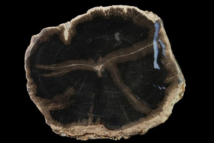 Petrified Wood (Schinoxylon) Slab - Blue Forest, Wyoming #141285
